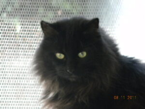 In my heart forever - Monster